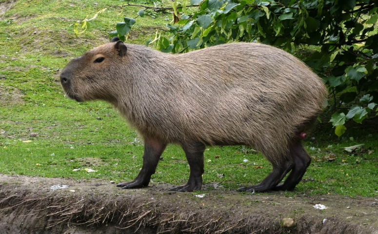 wasserschwein in der wildnis