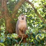 15 Unglaubliche Tiere des Amazonas-Regenwaldes in Peru