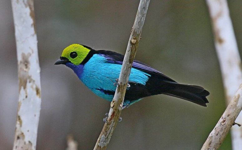 vogel mit blauen federn und gelber kopffarbe sitzt auf einem ast