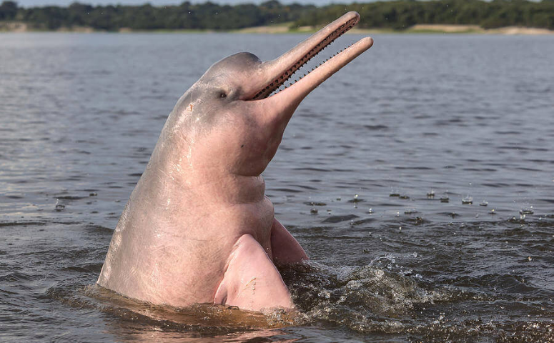 rosa delfin ragt aus dem Wasser heraus