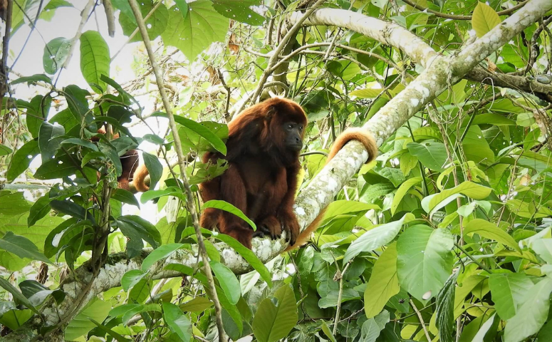 15 Amazon Rainforest Animals to Spot in Peru - Exploor Peru