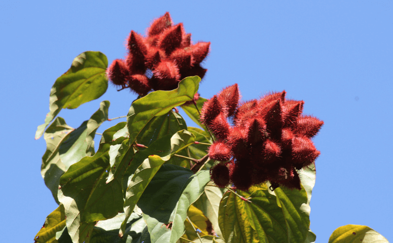tree with multiple red blossoms