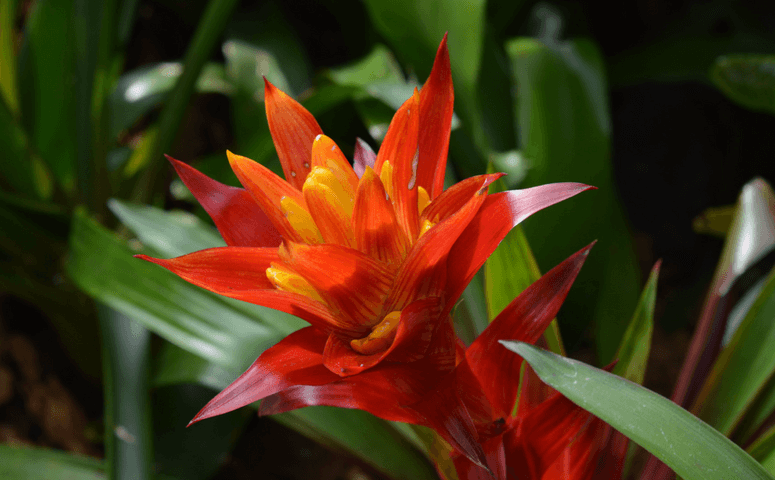 red flower 