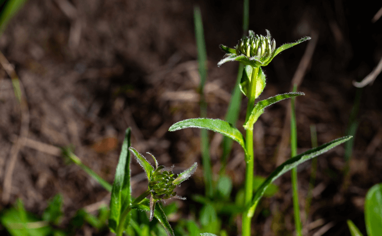green plant 