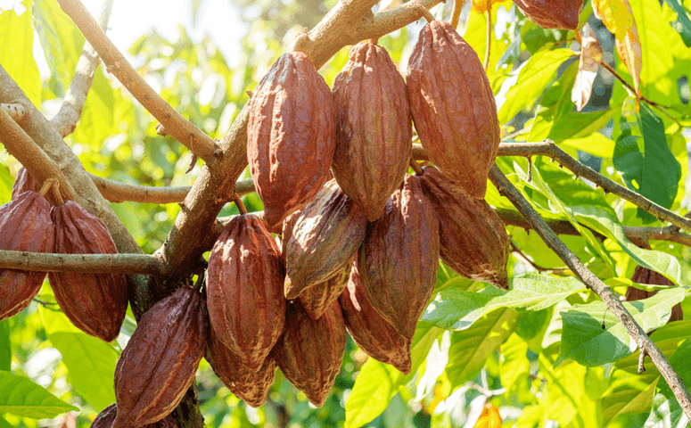 cacao hanging from tree