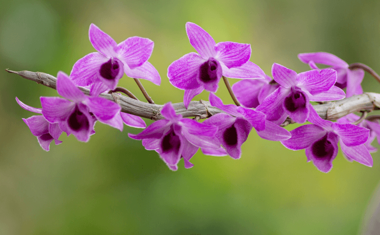 purple plant