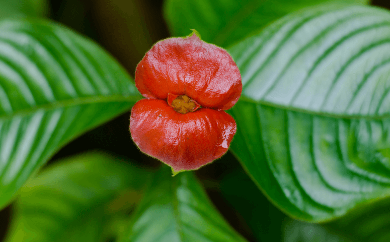red plant that looks like human lips with green leafes