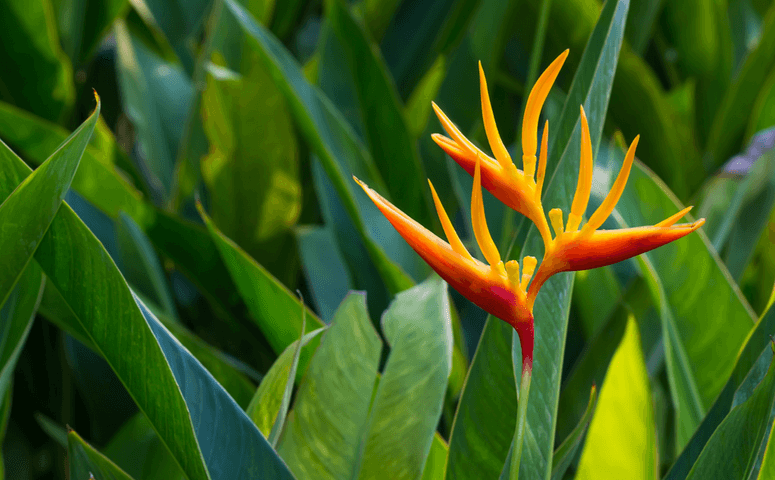 orange plant that looks like a claw of a lobster is surrounded by grass
