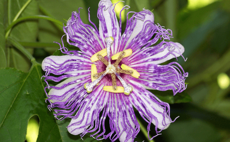 colorful flower in yellow purple and surrounded by green plants