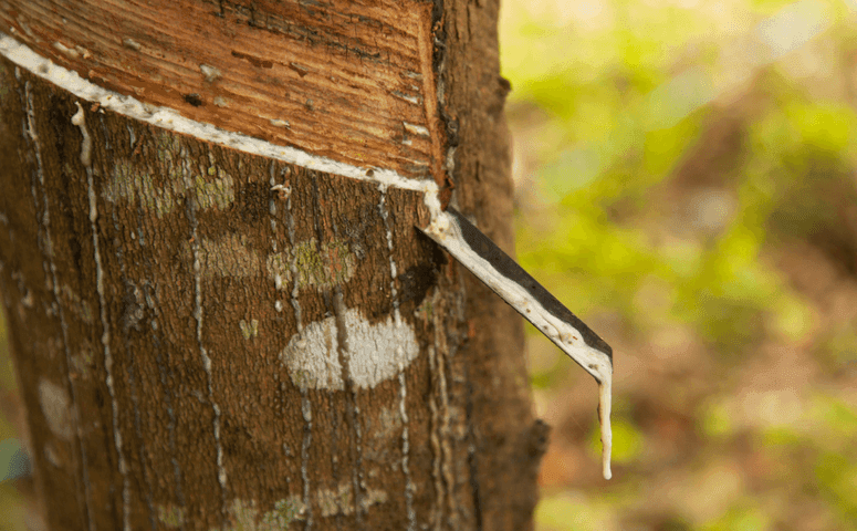 tree from where white juice is flowing 