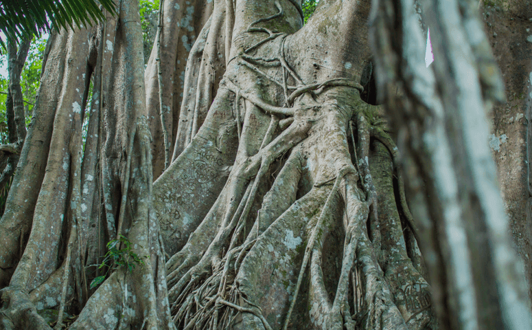 big trunk of a tree 