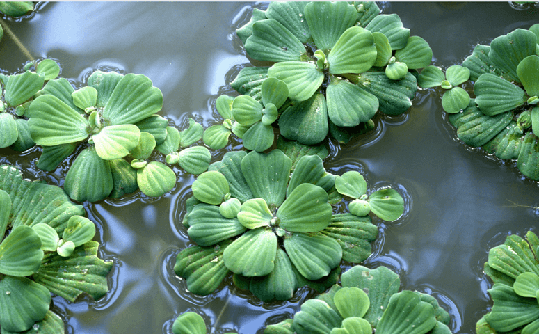green lettuce swimming on water