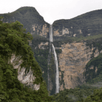 The 18 Most Fascinating Plants in the Amazon Rainforest