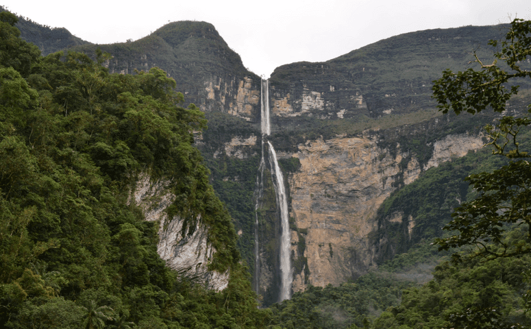 The 18 Most Fascinating Plants in the Amazon Rainforest