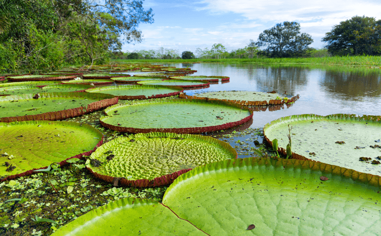 victoria regia plant on amazon river